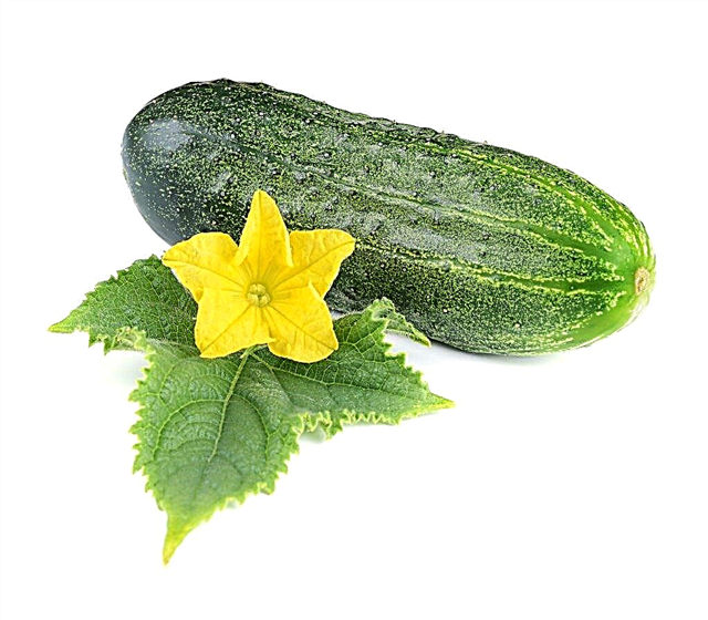 Characteristics of the Grasshopper cucumber variety