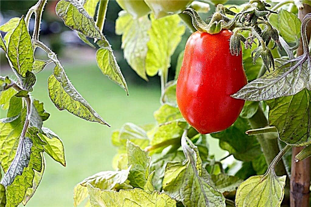 Características de la variedad de tomate Wonder Walford