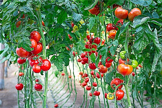 Waarom dromen tomaten?