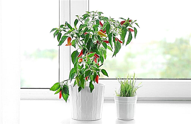 Growing chili peppers at home