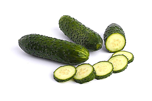 Description of the Annushka cucumber variety