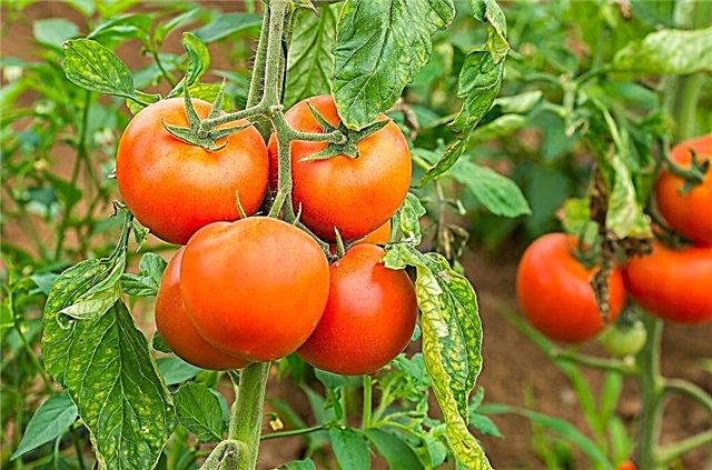 Characteristics of a tomato variety GS 12