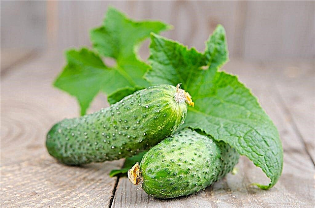 Description of the variety of cucumbers SV 4097 TsV f1