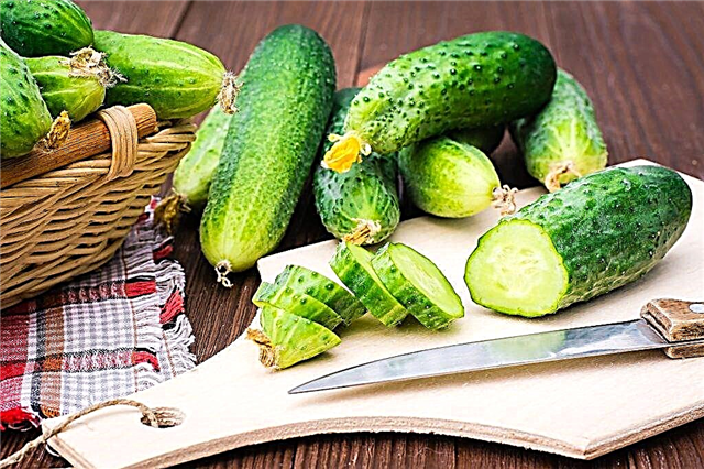 Characteristics of salted cucumbers