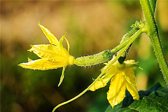 Causes of barren flowers on cucumbers