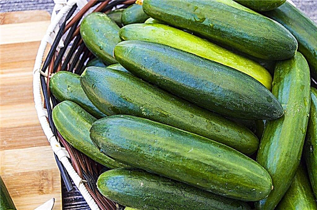 Common varieties of cucumbers for open ground in the Moscow region