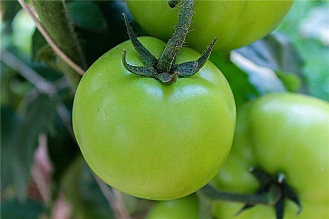 Những gì cần cho ăn cà chua trong thời gian đậu quả