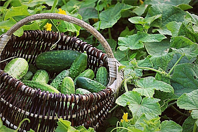 The best varieties of cucumbers with the letter P