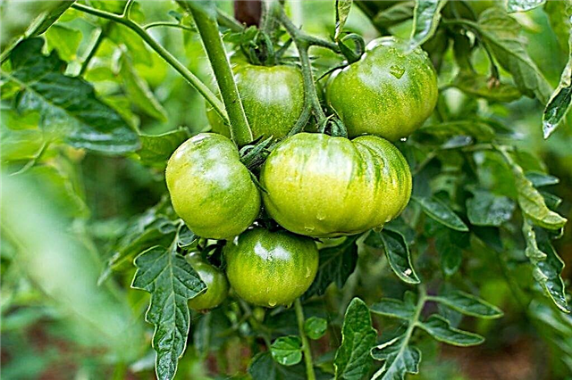 Ako nakŕmiť paradajky počas plodenia