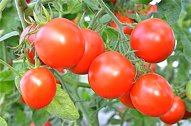 Användbara gödningsmedel för tomater i det öppna fältet