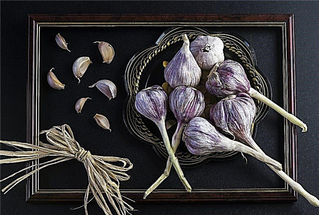 Characteristics of garlic