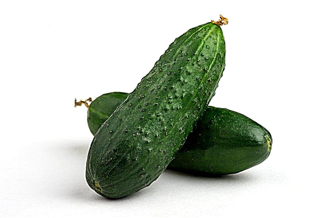 Cucumber variety Sarovsky
