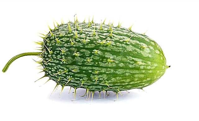 Features of the variety Crazy (wild) cucumber