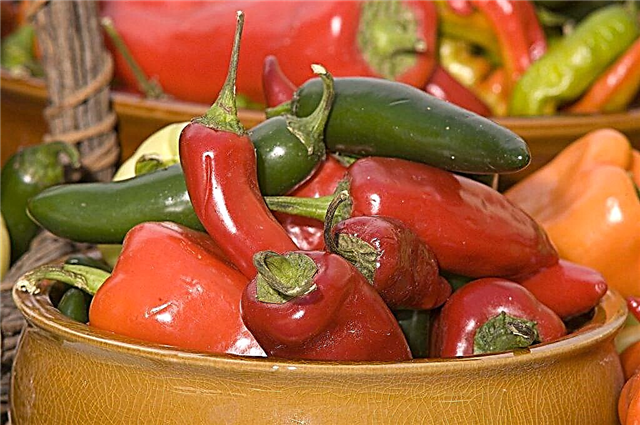 Charakteristika salátových paprik Jalapeno