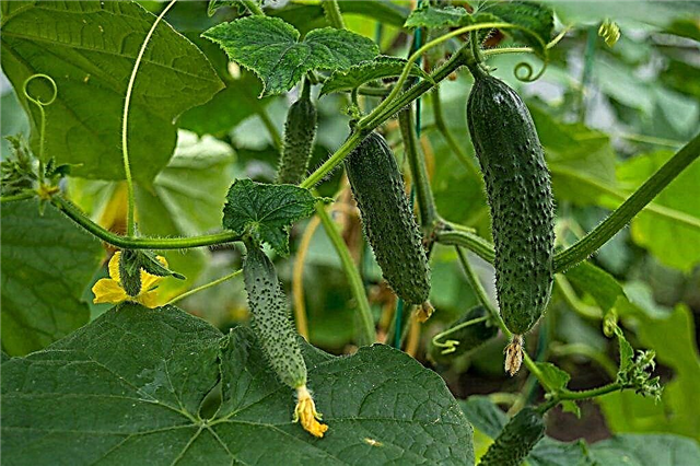 Description of determinant and indeterminate varieties of cucumbers