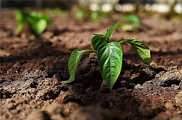 Å plante pepper i veien for Oktyabrina Ganichkina