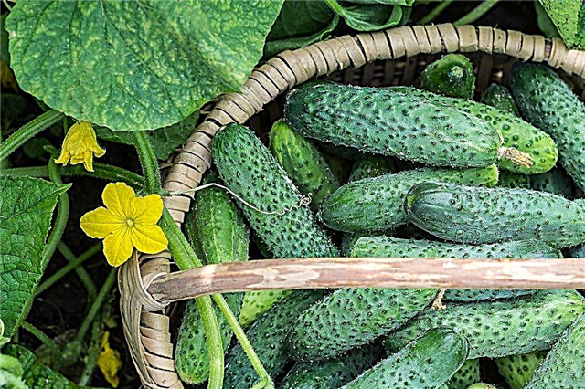 Common varieties of cucumbers for pickling