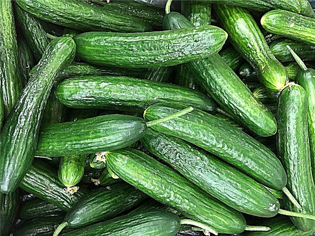 Growing cucumbers at home