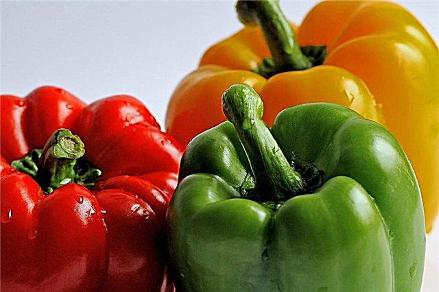 The best peppers for planting