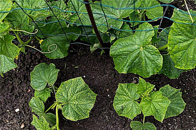 How to prepare the soil for cucumbers before planting