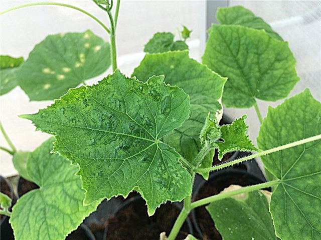 What to do if cucumber leaves curl
