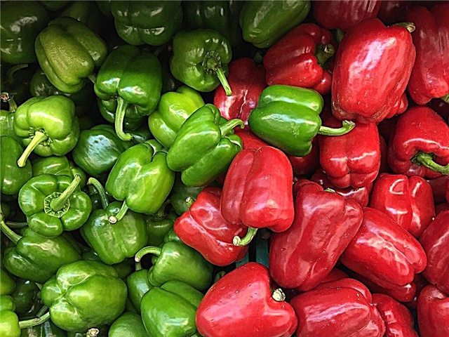 Description of the best varieties of pepper for central Russia