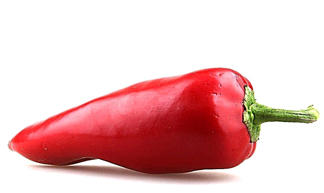 Características das variedades de pimenta vermelha Tolstyak