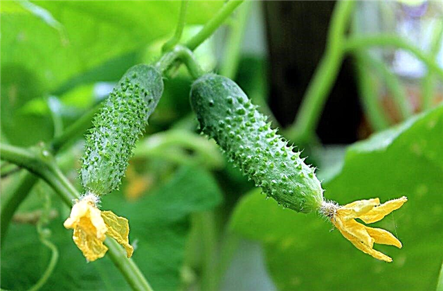 Kenmerken van komkommersoorten Babushkina
