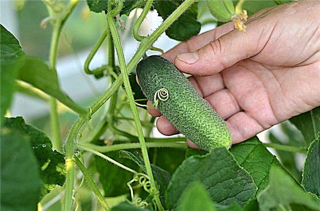 Characteristics of hybrid cucumbers Picnic