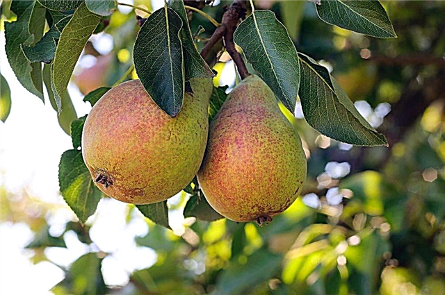 Description of pear Lada