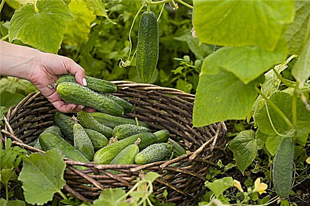 How to feed cucumbers in the open field