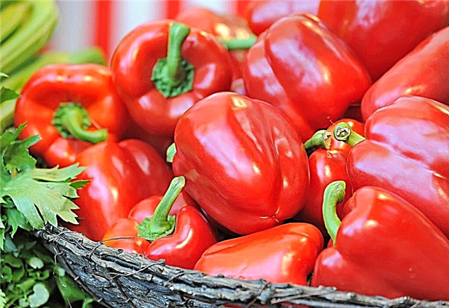 Characteristics of lettuce pepper variety Podarok Moldova