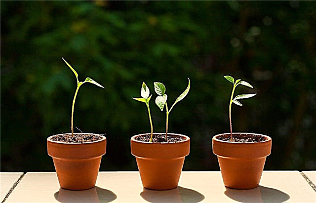 Reglas para cultivar pimienta en casa a partir de semillas