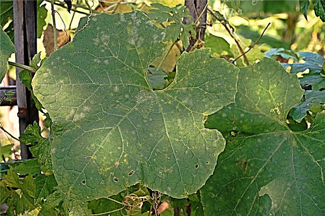 Причини за появата на бели петна по листата на краставиците