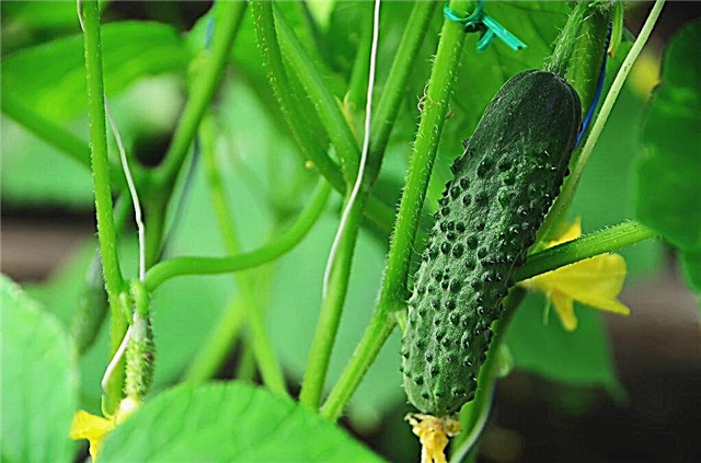 Kenmerken van komkommersoort Gerasim F1