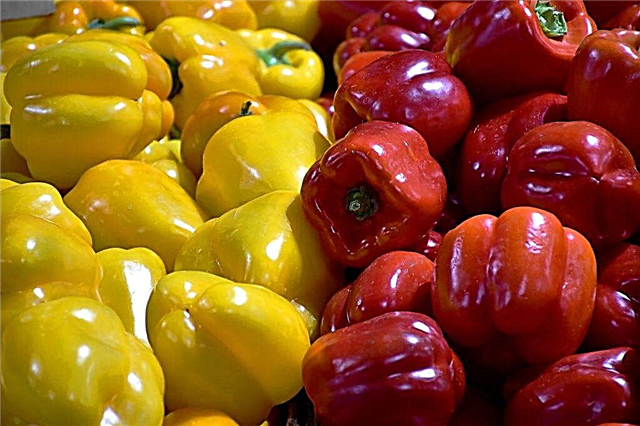 What are the early varieties of pepper
