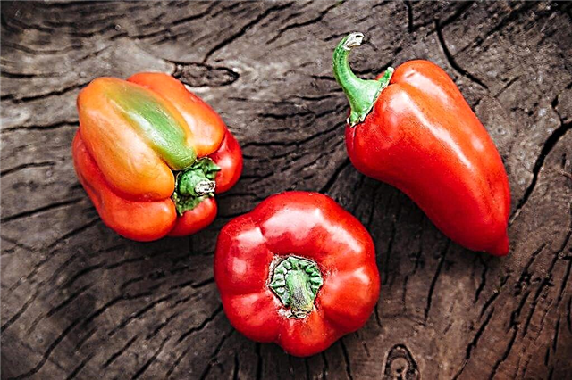 Characteristics of Ivanhoe pepper