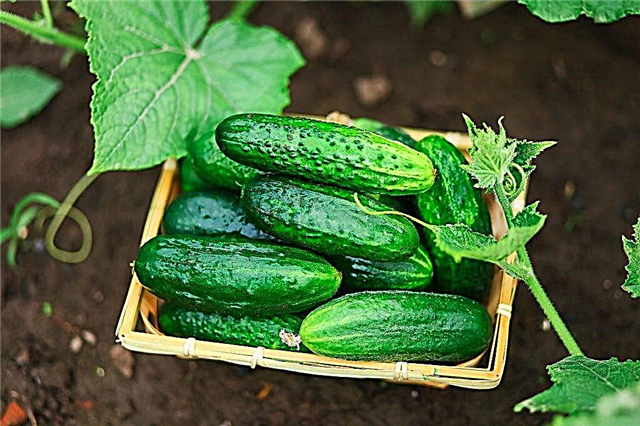 How to store fresh cucumbers