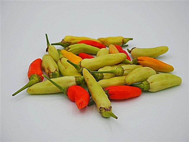 Characteristics of Belozerka pepper