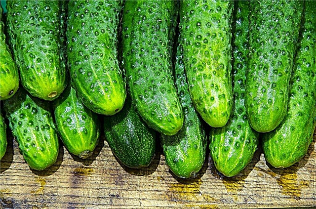 Why cucumbers grow bitter