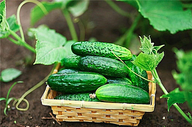 De beste soorten komkommers met de letter A