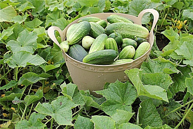 The best varieties of cucumbers with the letter D