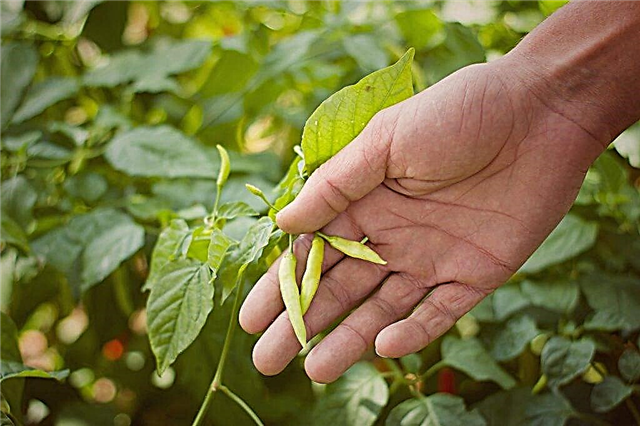 Regras de colheita de pimenta