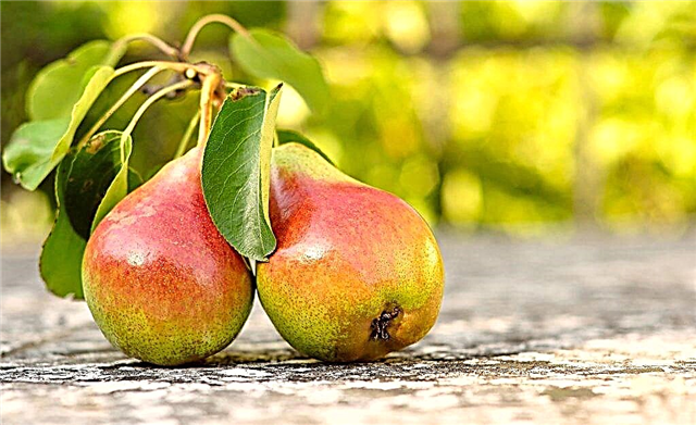 Description of pear Severyanka