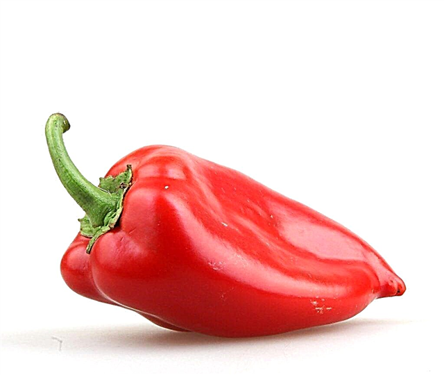 Description de pepper Atlant