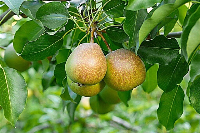Descripción de la pera bergamota