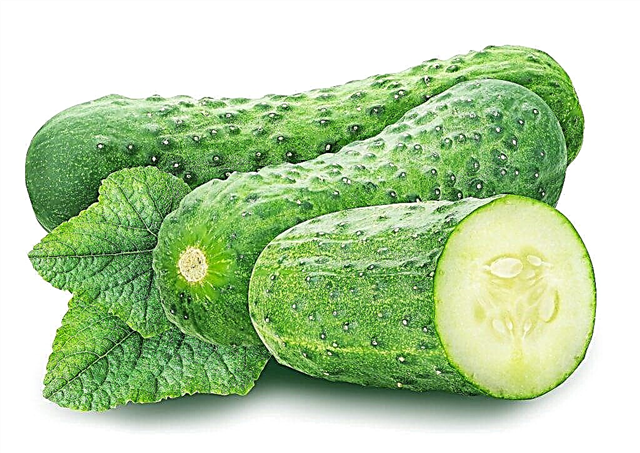 Characteristics of the variety of cucumbers Vyaznikovsky 37
