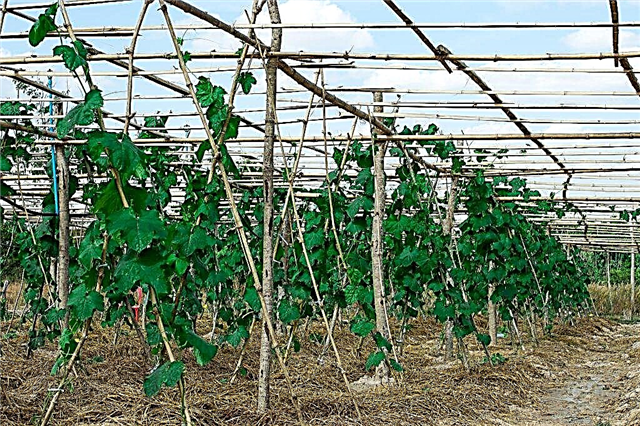 Unusual cultivation of cucumbers