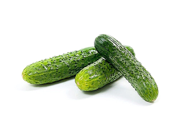 Characteristics of cucumbers varieties Vse Buchkom