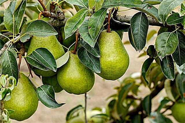 Pear variety Just Maria